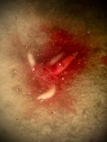 LK Baits Booster Predator Powdered 30g