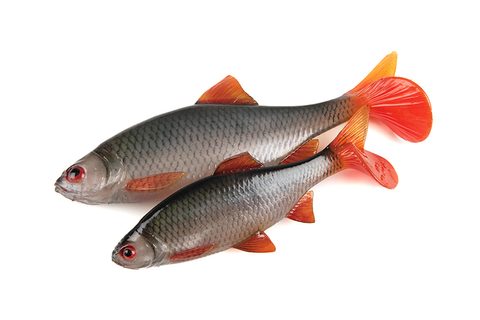 Fox Rage Gumová nástraha Ultra Natural Roach