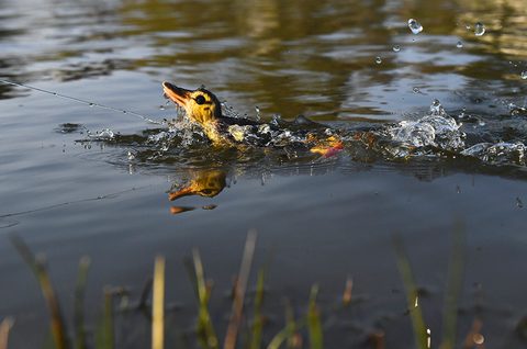 Savage Gear Nástraha 3D Suicide Duck 105 Natural