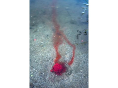 Chytil Boilies Pandemia 20mm 100g