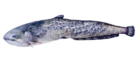 Gaby Polštář Sumec velký 115 cm