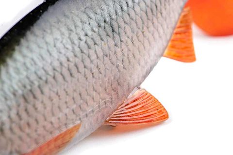 Fox Rage Gumová nástraha Ultra-Realistic Roach Replicant