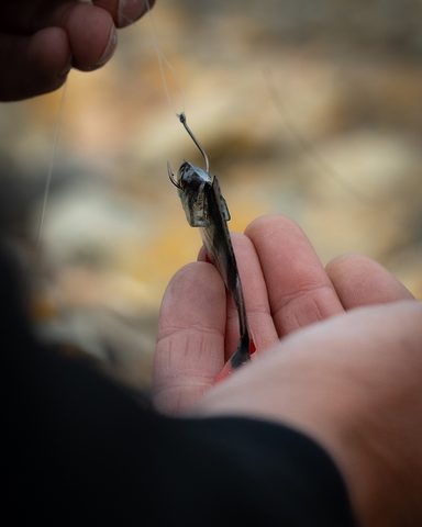 Fox Rage Gumová Nástraha Ultra Natural Roach Fillet 4ks