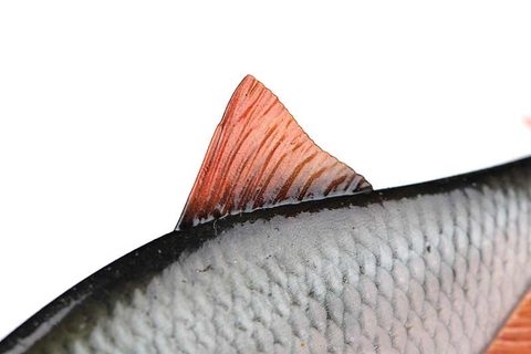 Fox Rage Gumová nástraha Ultra-Realistic Roach Replicant