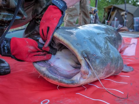 Hell-Cat Plachta pod sumce 290 x 145 cm