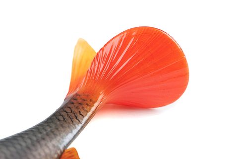 Fox Rage Gumová nástraha Ultra Natural Roach