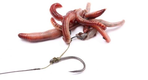 Nash Klip na červy Maggot Clips Small 10ks