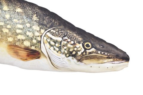 Gaby Polštář Štika říční mini 45cm