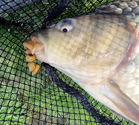 Chytil Vařený tygří ořech 250g