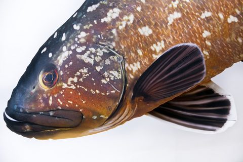 Gaby Polštář Kanic vroubený 100cm