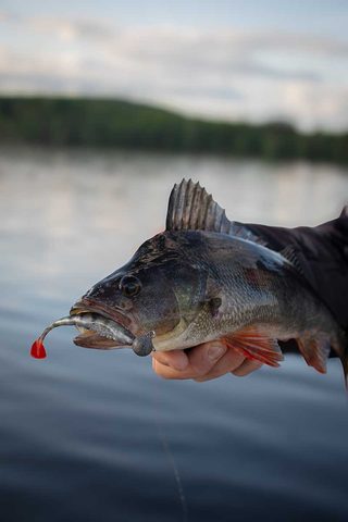 Fox Rage Gumová nástraha Scent Shad Bulk Ultra Natural Perch