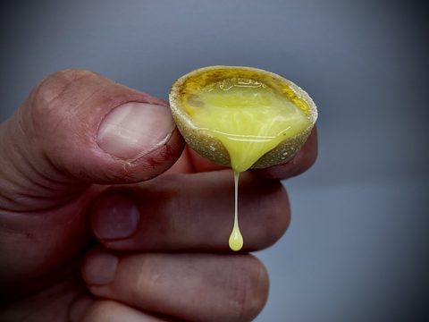 LK Baits Nutrigo Extra Cheese