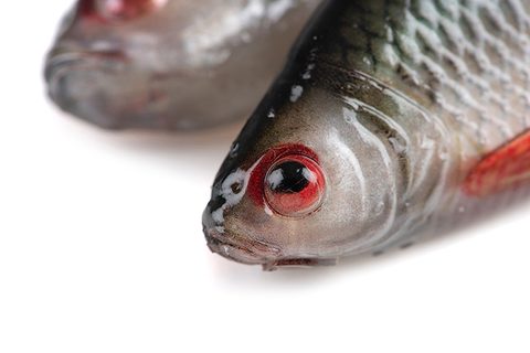 Fox Rage Gumová nástraha Ultra Natural Roach