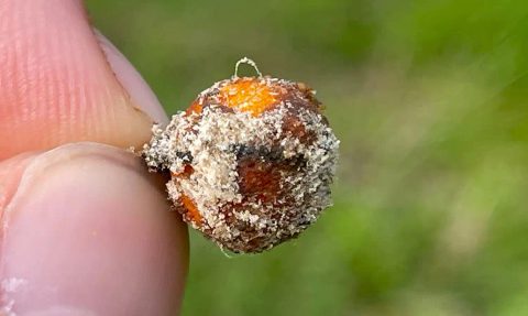 Chyť a pusť Rohlíkové boilies 12mm 150ml