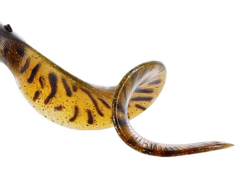 Westin Gumová nástraha BullTeez Curltail Baltic Pike