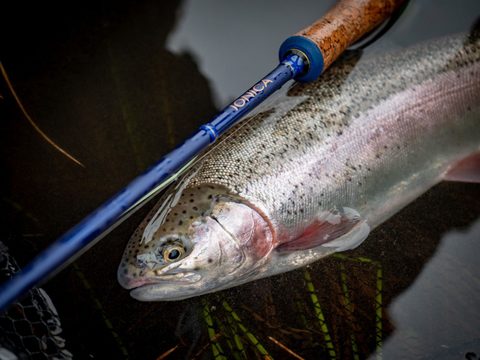 Wychwood Muškařský prut Ionica Fly 9ft #5 4-díl