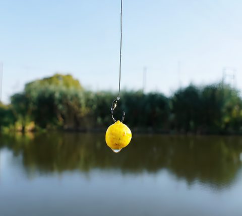 Chytil Rohlíkový boilies na EKO trnu FLUO 14mm 35g