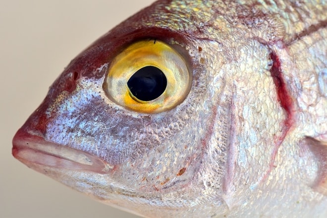 Jak vidí ryby? Ošálit jejich zrak není jednoduché