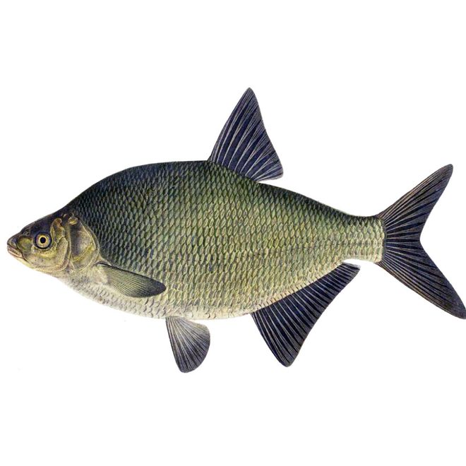 Lesk veľký