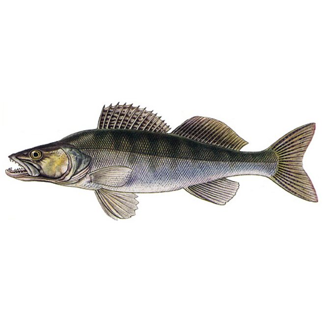 Zubáč veľkoústy