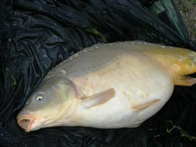 Predvianočné rybárčenie