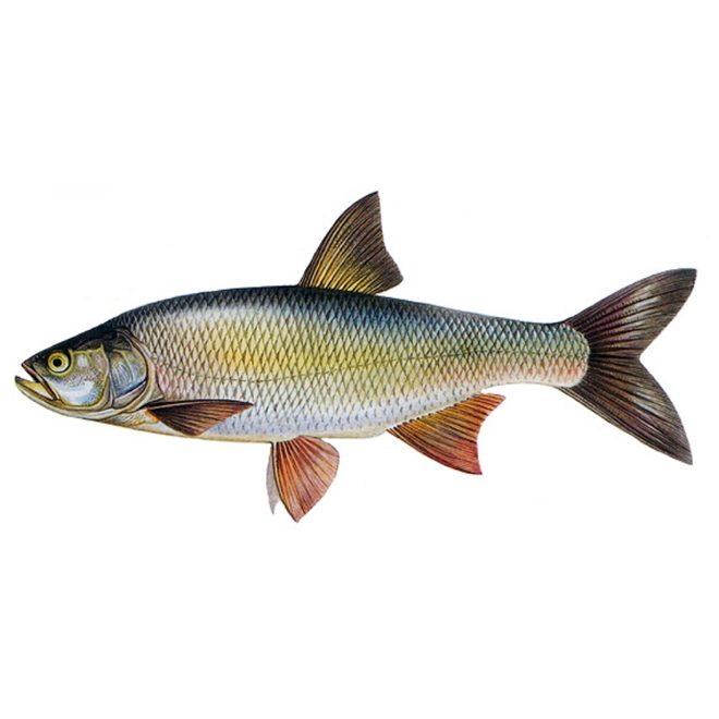 Boleň dravý