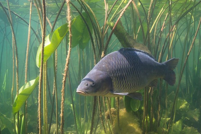 Ako na kapry v lete: tajomstvo úspechu v horúcich dňoch