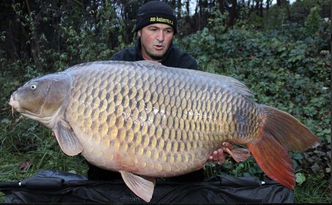 Nej kapři: Erna Bernarda Kelemena