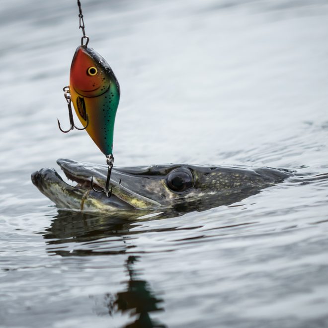Vybavte sa na sezónu dravcov!