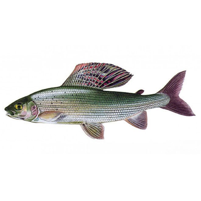 Lipan podhorný