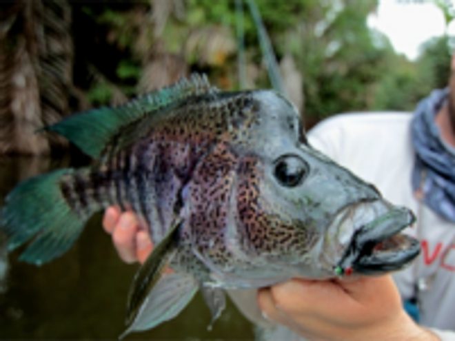 Krásavec menom RAINBOW BASS