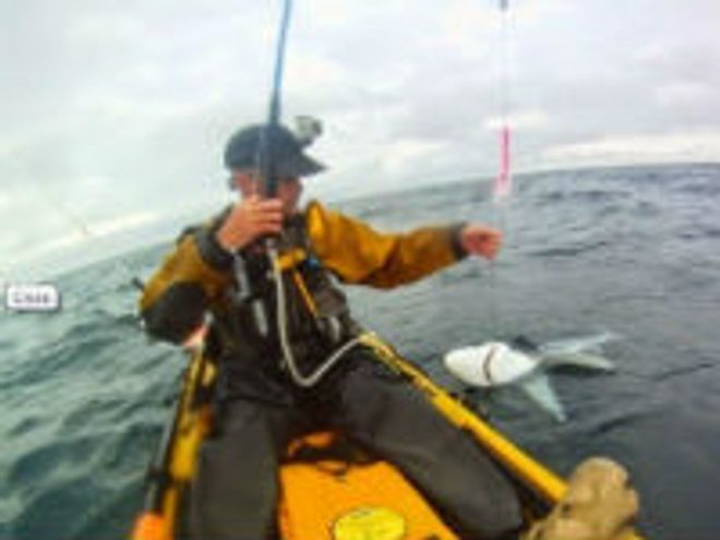 Lov žraloků z kajaku v Irsku