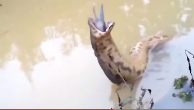 Na čom všetkom si nakoniec pochutnal tento had?