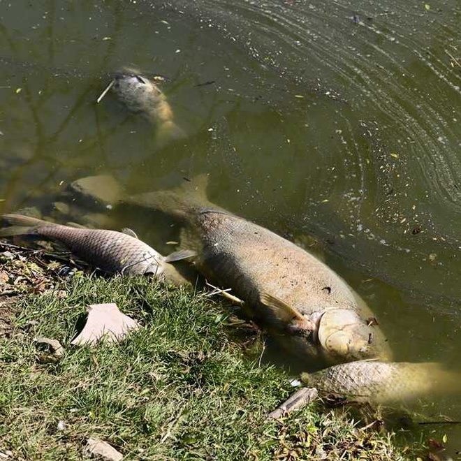 17. 9. 2026: Téměř tuna ryb uhynula v Moravě u Olomouce