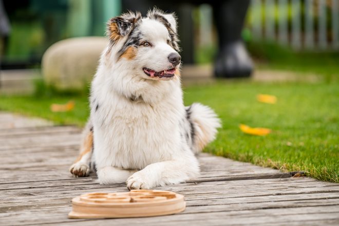 DOGLOG - Hlavolamy a edukačné pomôcky pre psy