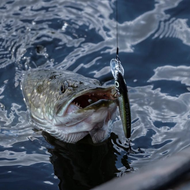 Umelé nástrahy na dravce: woblery, twistery, plandavky, blyskáče, imitácie