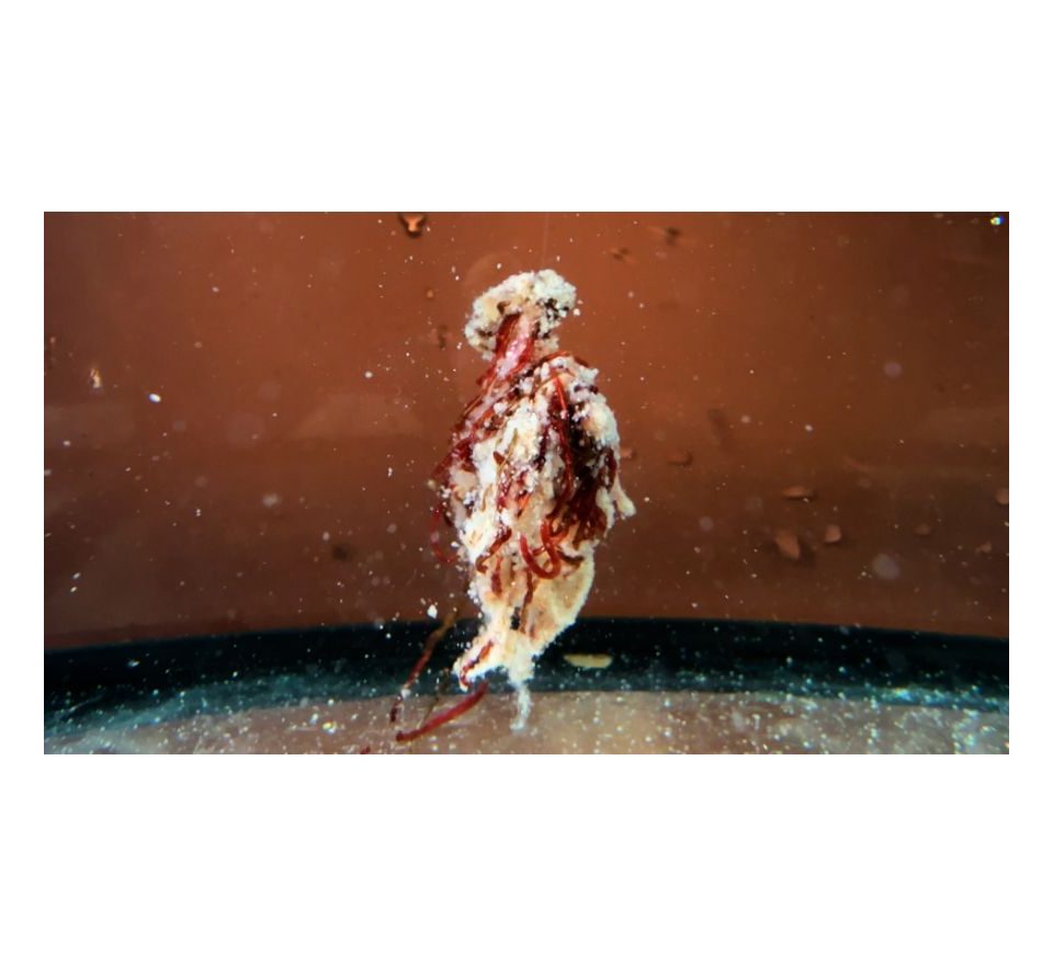 Šon Chung Šonův Sopel Ready to Go 500ml