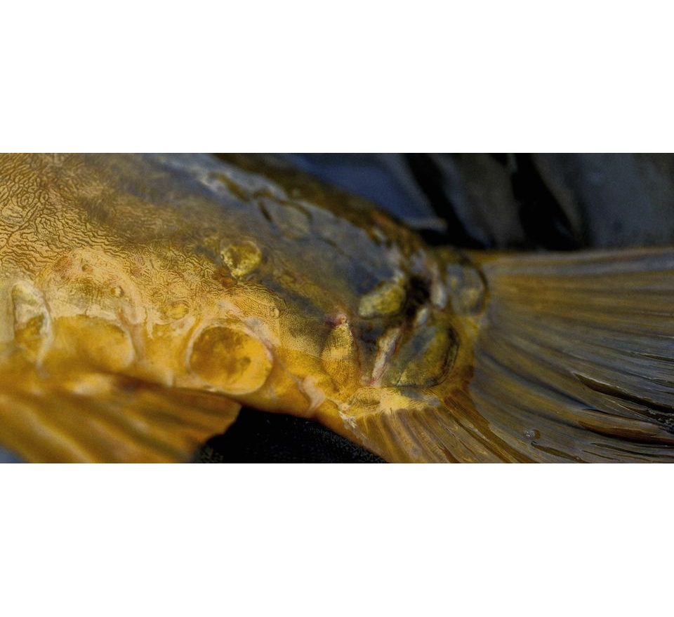 G.B.U. Boilies Superba