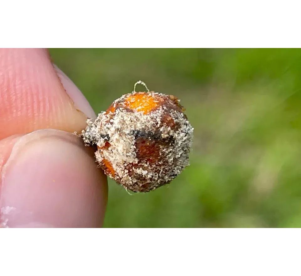 Chyť a pusť Rohlíkové boilies 12mm 150ml