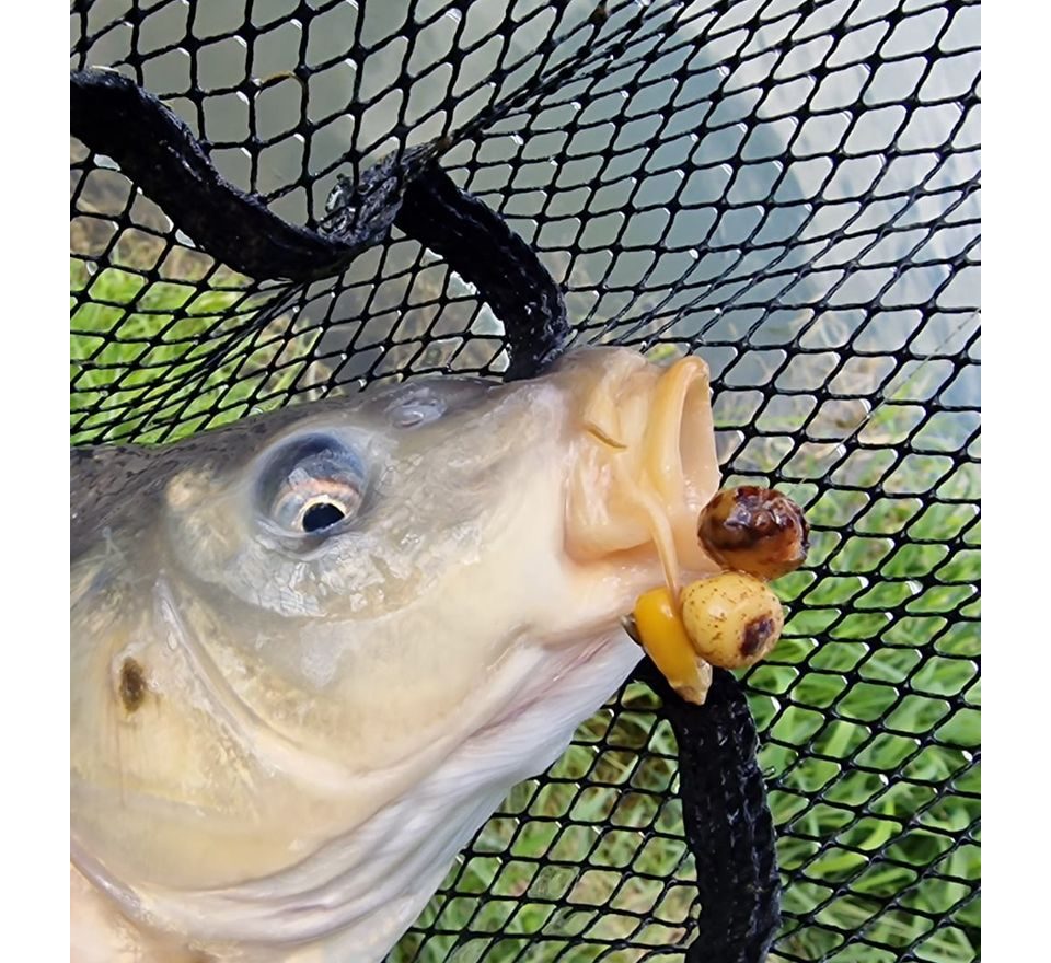 Chytil Vařený tygří ořech 250g