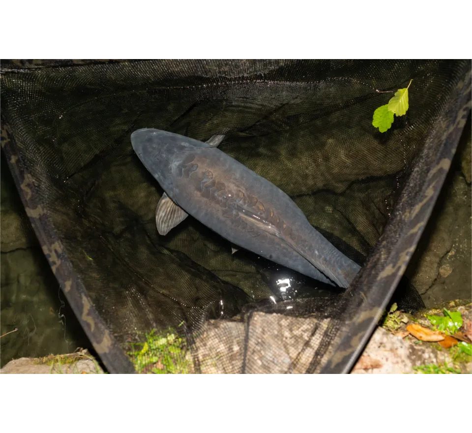 Nash Podberák Scope Black Ops Landing Net