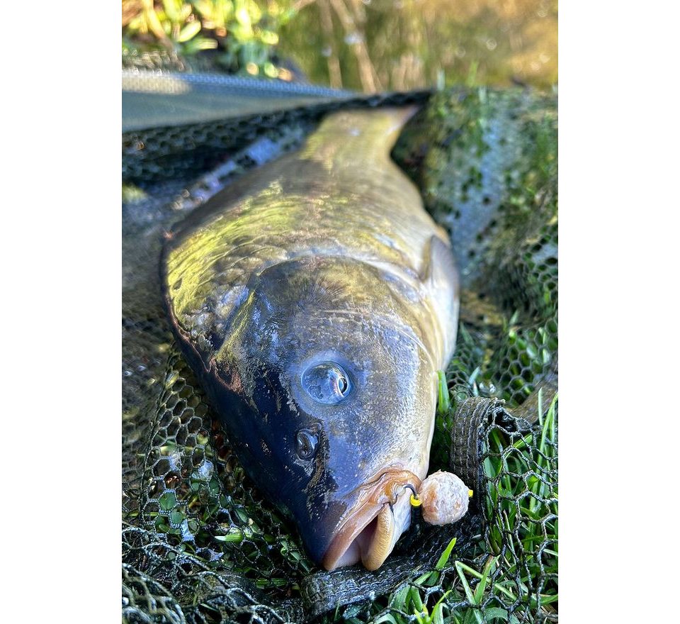 Chytil Rohlíkový boilies na EKO trnu FLUO 14mm 35g