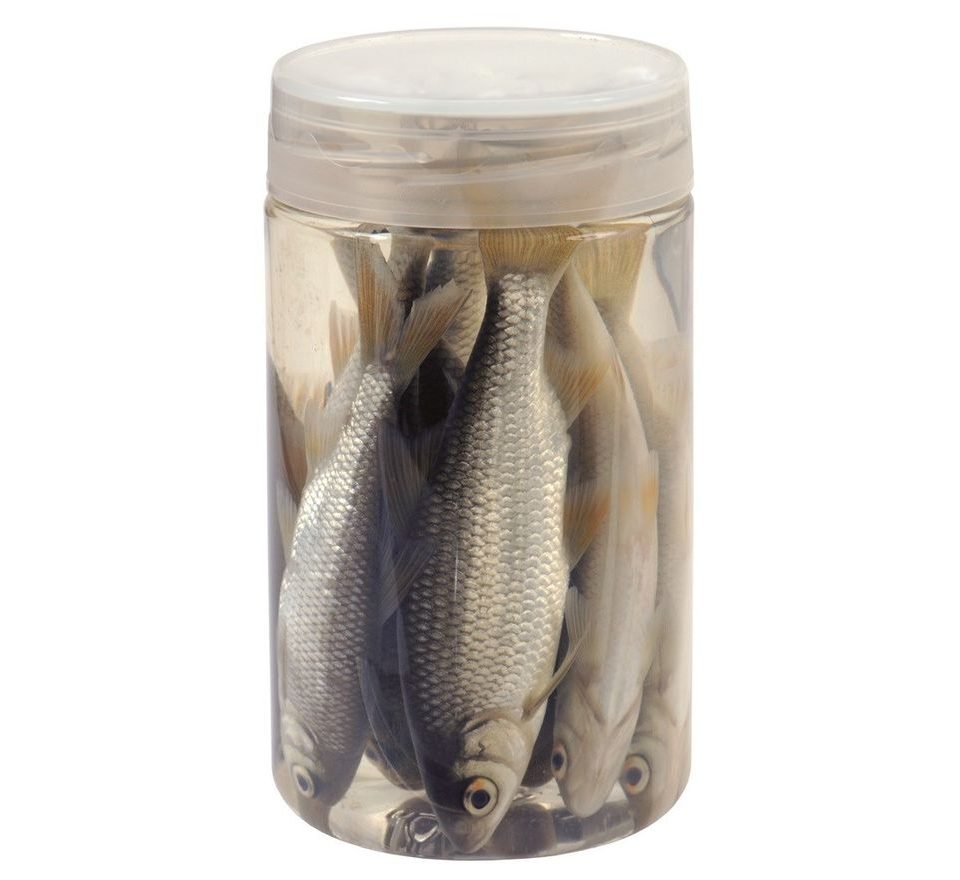 Chyť a pusť Nástražní rybičky v nálevu Plotice 10-12cm 8ks