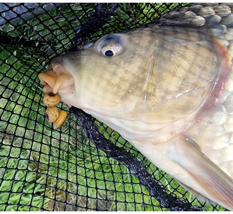 Chytil Vařený tygří ořech 250g