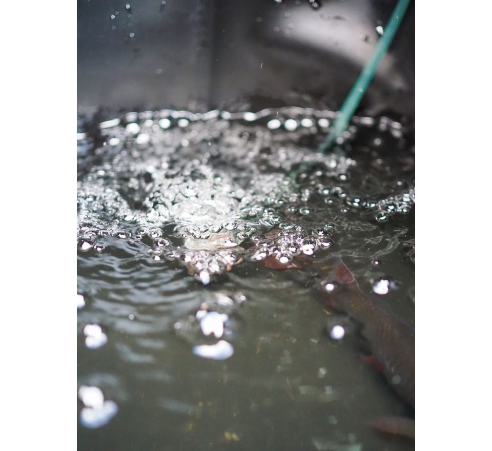 Madcat Taška Foldable Live Bait Bucket 50L