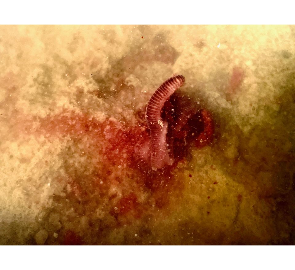 LK Baits Booster Predator Powdered 30g