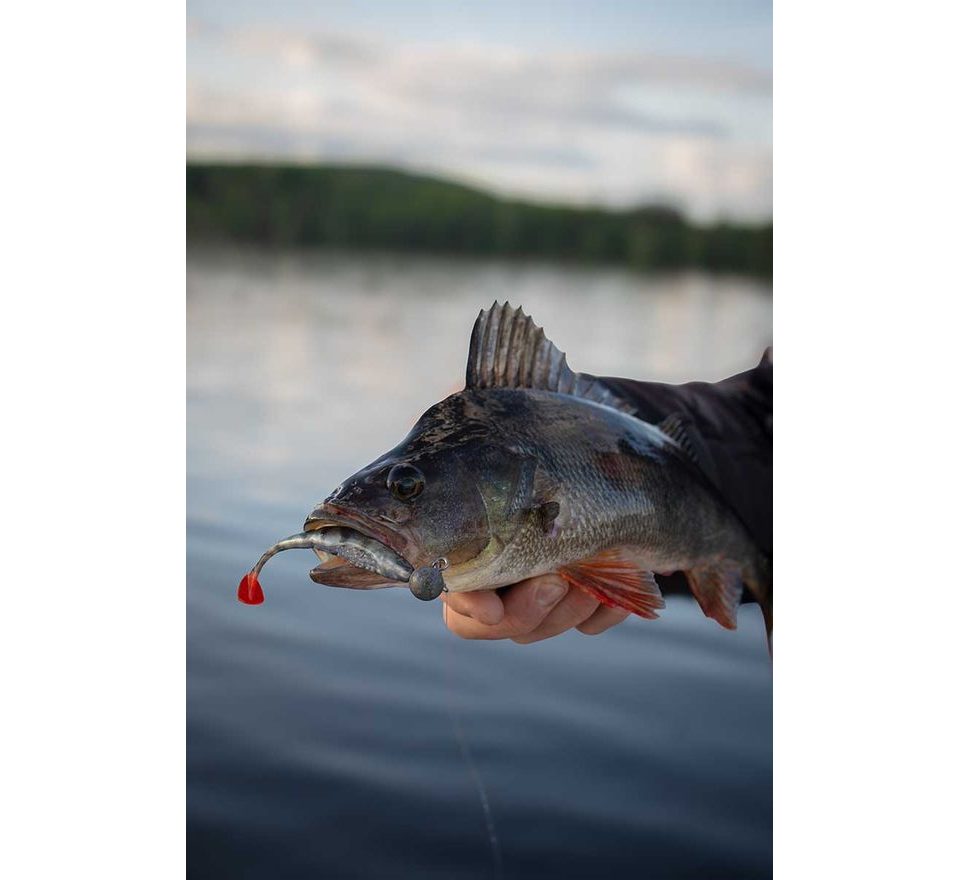 Fox Rage Gumová nástraha Scent Shad Bulk Ultra Natural Perch