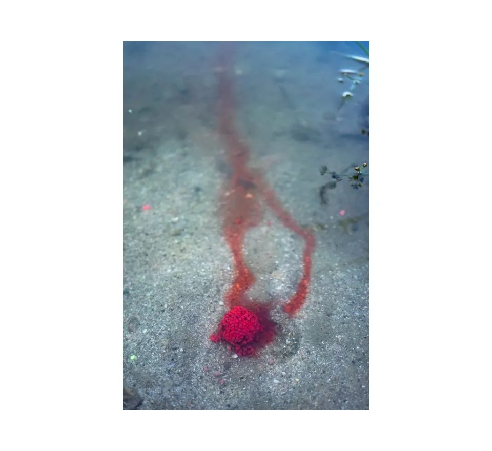 Chytil Boilies Pandemia 20mm 100g