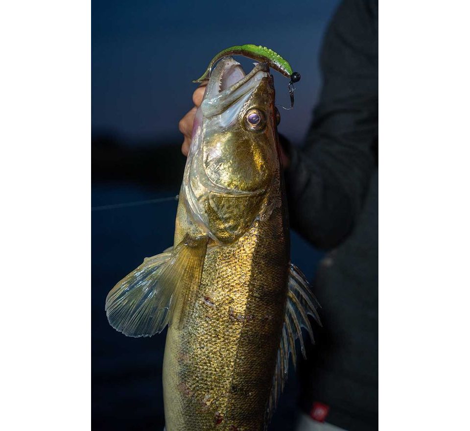 Fox Rage Gumová nástraha Scent Shad Bulk Green Pumpkin