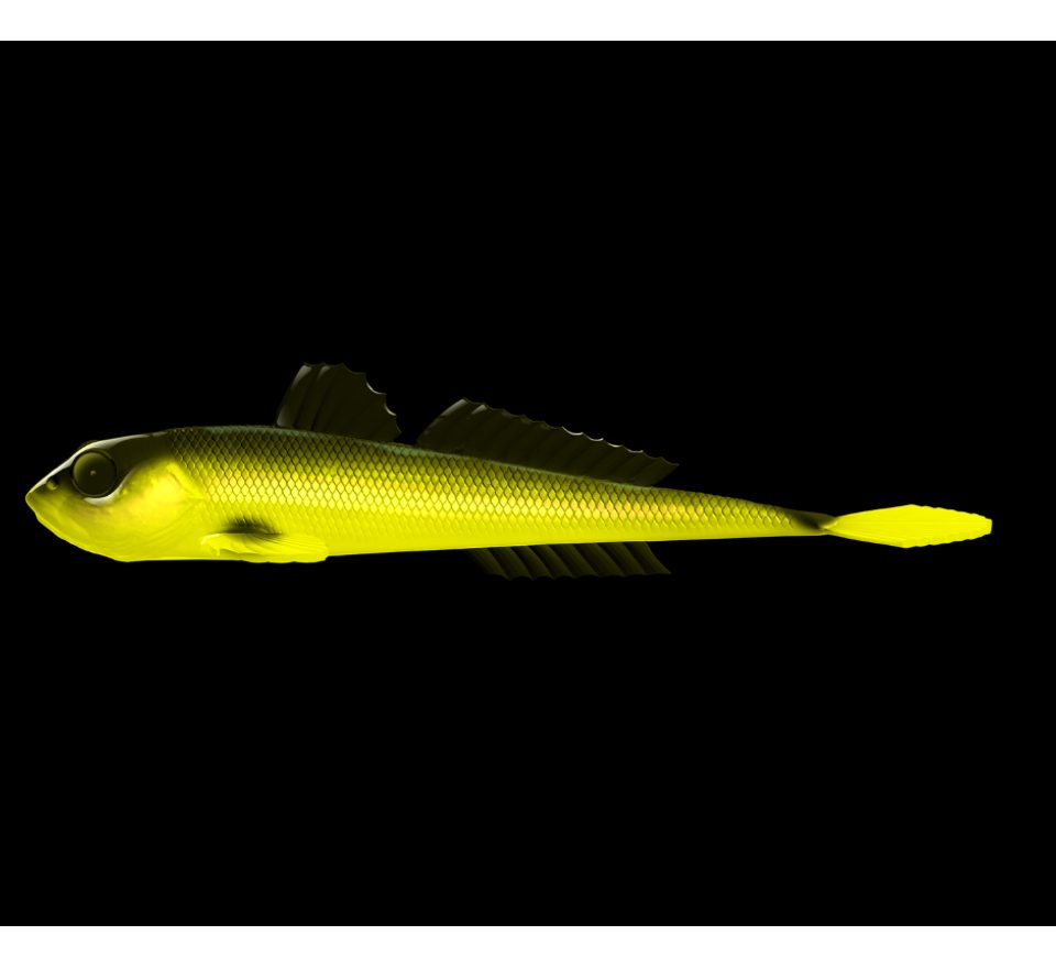 Libra Lures Gumová nástraha Gobio 7,3″ 18,6cm 40g